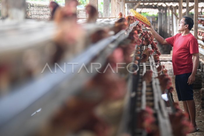 Tempat Pakan Ayam di Sruweng, Kebumen