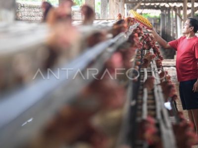 Forum Peternak Ayam di Bayan, Purworejo