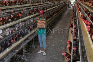 Tempat Pakan Ayam di Cilongok, Banyumas yang Ideal