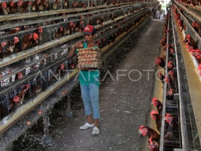 Keuntungan Ternak Ayam di Bayan, Purworejo