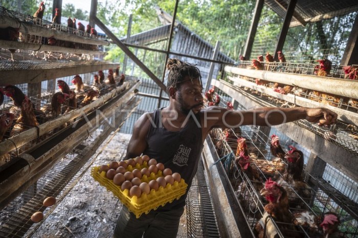 Tempat Pakan Ayam di Prembun, Kebumen