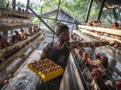 Keuntungan Ternak Ayam di Wangon, Banyumas