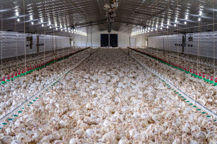 Grup Peternak Broiler di Banyumas, Kabupaten Banyumas
