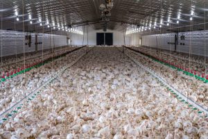 Grup Peternak Broiler di Banyumas, Kabupaten Banyumas Berkembang Pesat