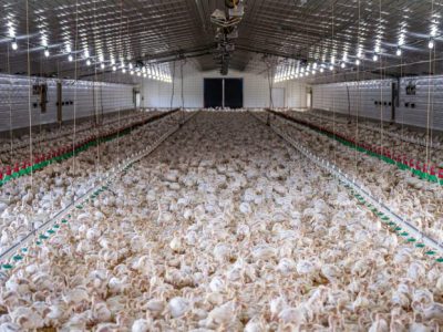 Grup Peternak Broiler di Banyumas, Kabupaten Banyumas