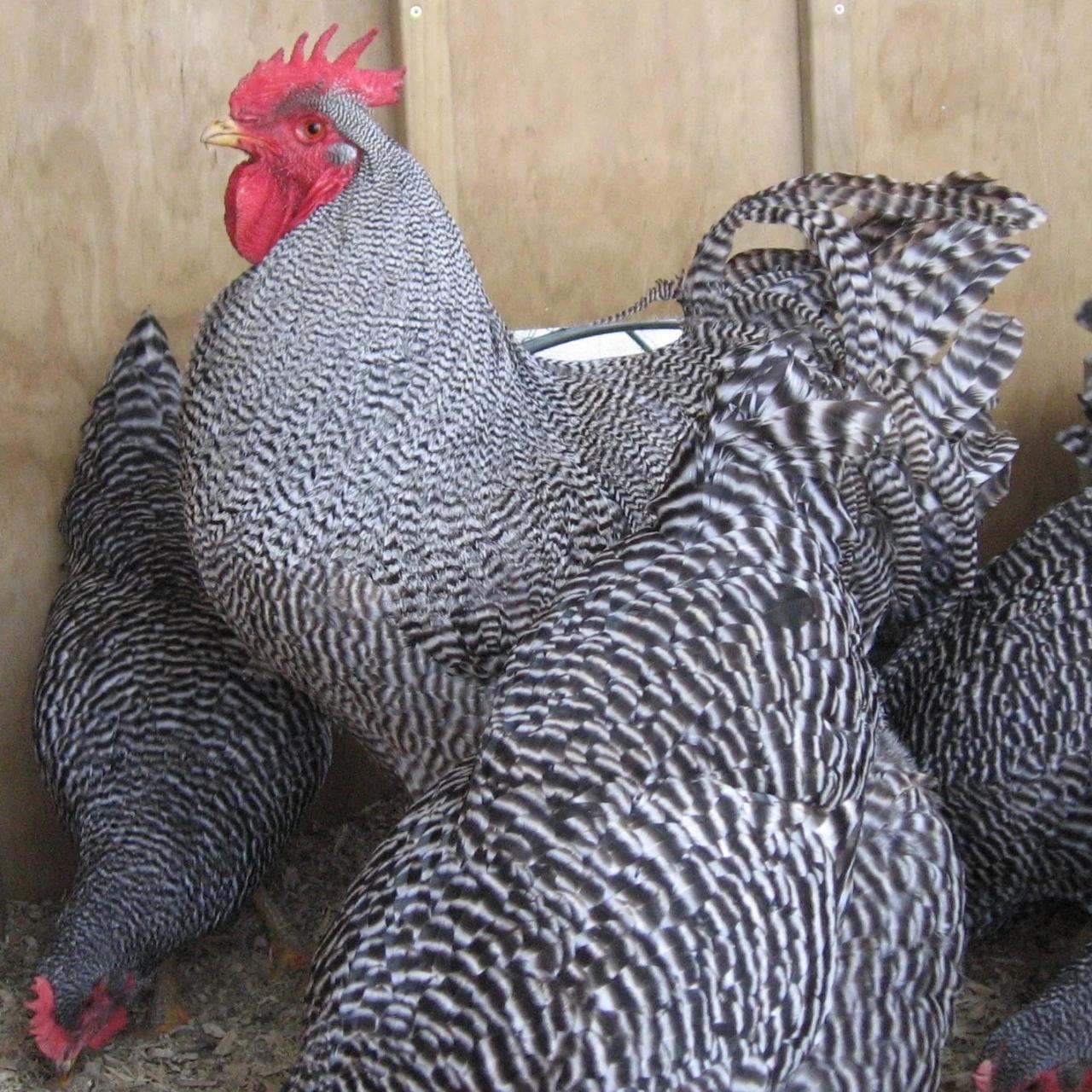 Pakan Ayam Petelur di Rowokele, Kebumen