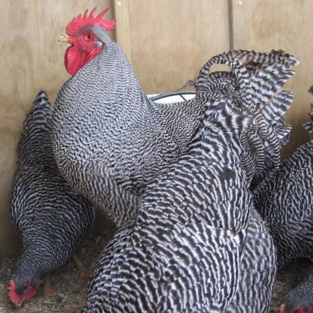 Pakan Ayam Petelur di Rowokele, Kebumen yang Optimal