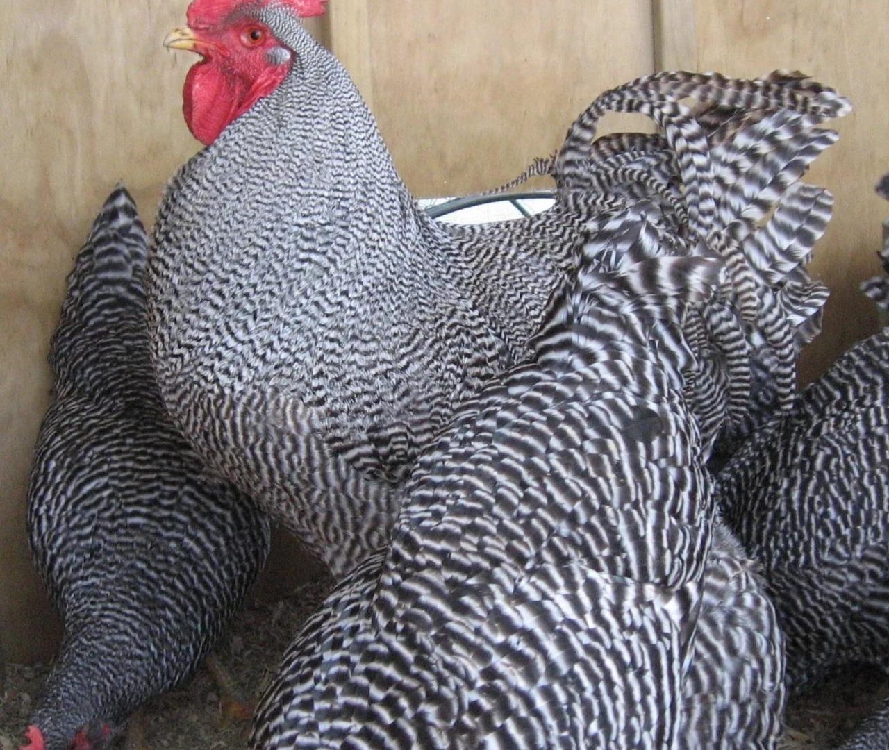 Pakan Ayam Petelur di Rowokele, Kebumen