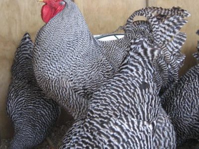 Pakan Ayam Petelur di Rowokele, Kebumen