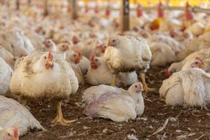 Ayam Cepat Besar di Karanggayam, Kebumen Menjadi Pilihan Utama