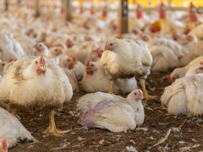 Ayam Kampung Cepat Besar di Karanganyar, Kebumen