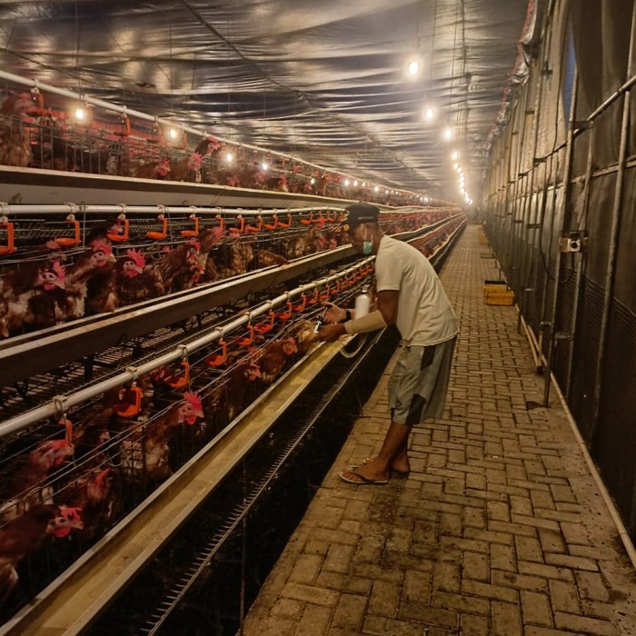 Ayam Sesak Nafas di Purwokerto Barat, Banyumas
