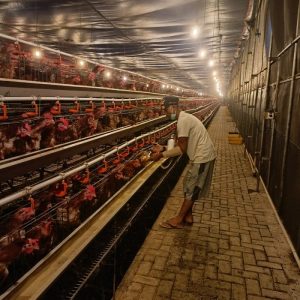Ayam Sesak Nafas di Purwokerto Barat, Banyumas