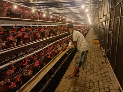 Ayam Sesak Nafas di Purwokerto Barat, Banyumas
