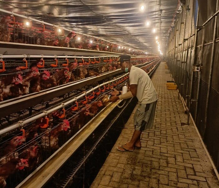 Ayam Sesak Nafas di Purwokerto Barat, Banyumas