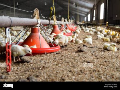 Ternak Ayam Broiler di Prembun, Kebumen