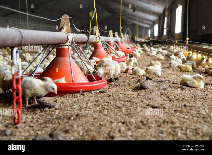 Ternak Ayam Broiler di Prembun, Kebumen