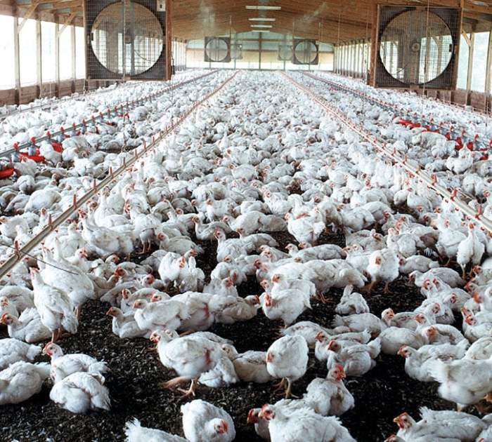 Pakan Ayam Kampung di Sumbang, Banyumas