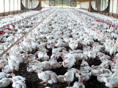Pakan Ayam Kampung di Sumbang, Banyumas