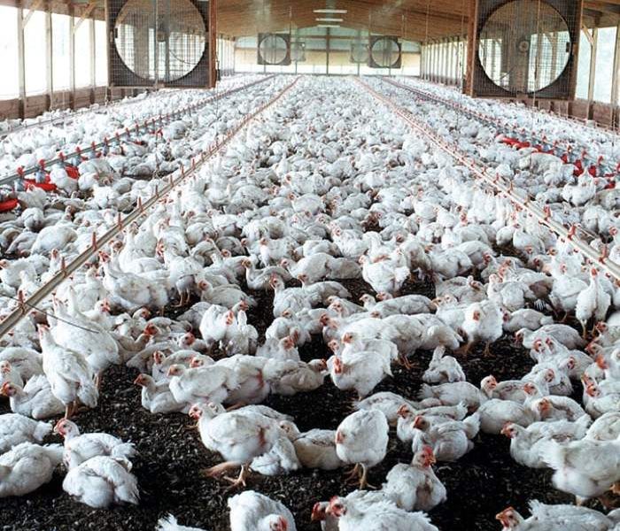 Pakan Ayam Kampung di Sumbang, Banyumas