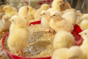 Pakan Broiler Terbaik di Kuwarasan, Kebumen untuk Peternak