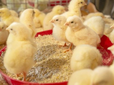 Pakan Broiler Terbaik di Sadang, Kebumen