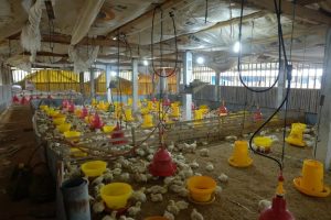 Ayam Petelur Ngorok di Bonorowo, Kebumen Temukan Keunikannya