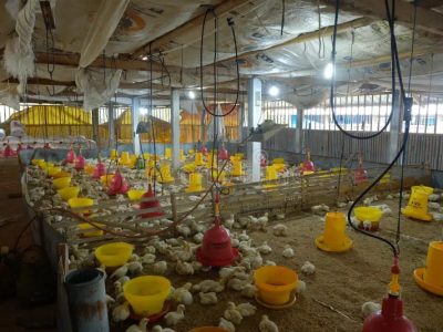 Ayam Petelur Ngorok di Bonorowo, Kebumen