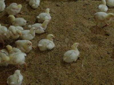 Ayam Petelur Ngorok di Kebasen, Banyumas