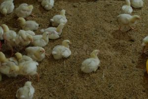Ayam Petelur Ngorok di Pituruh, Purworejo yang Unik