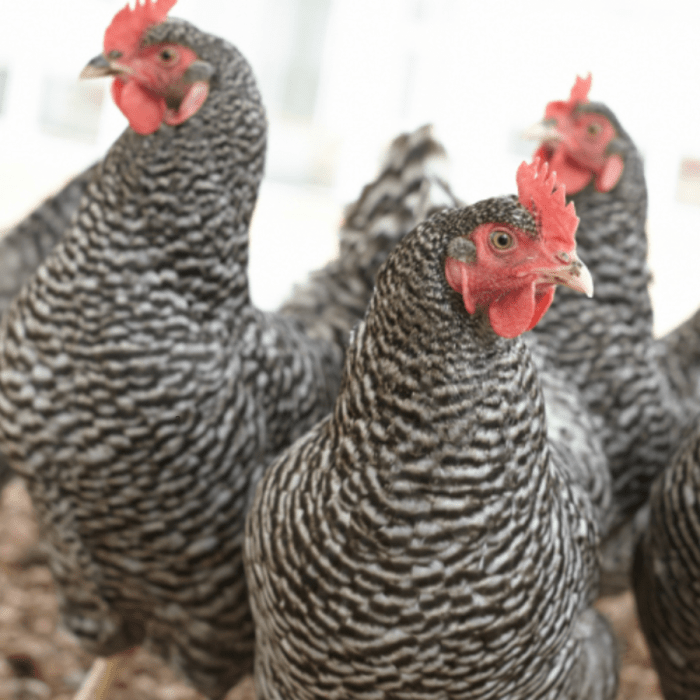 Pakan Ayam Petelur di Kebumen, Kabupaten Kebumen