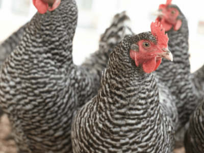 Pakan Ayam Petelur di Kebumen, Kabupaten Kebumen