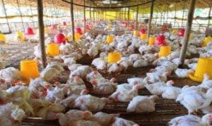Ayam Broiler Cepat Panen di Banyuurip, Purworejo