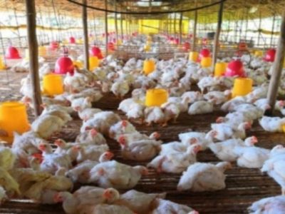 Ayam Broiler Cepat Panen di Banyuurip, Purworejo