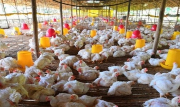 Ayam Broiler Cepat Panen di Banyuurip, Purworejo