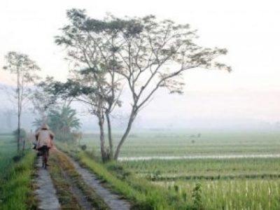 Usaha Ternak Ayam di Grabag, Purworejo