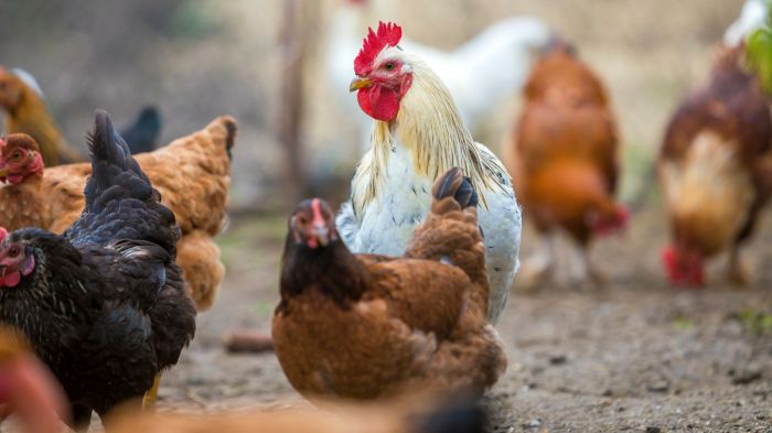 Ayam Mati Mendadak di Jatilawang, Banyumas
