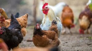 Ayam Mati Mendadak di Jatilawang, Banyumas dan Dampaknya