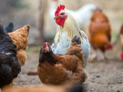 Ayam Mati Mendadak di Jatilawang, Banyumas
