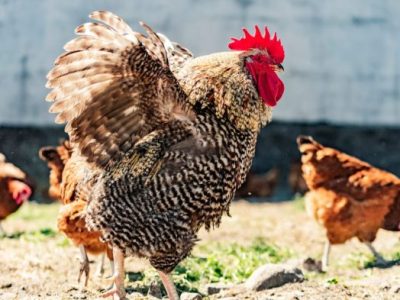 Ayam Mati Mendadak di Sumpiuh, Banyumas