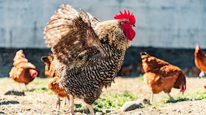 Ayam Mati Mendadak di Sumpiuh, Banyumas