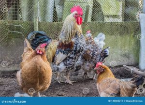 Ayam Petelur Ngorok di Gumelar, Banyumas yang Unik