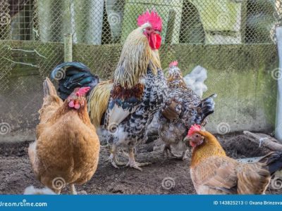 Ayam Petelur Ngorok di Gumelar, Banyumas