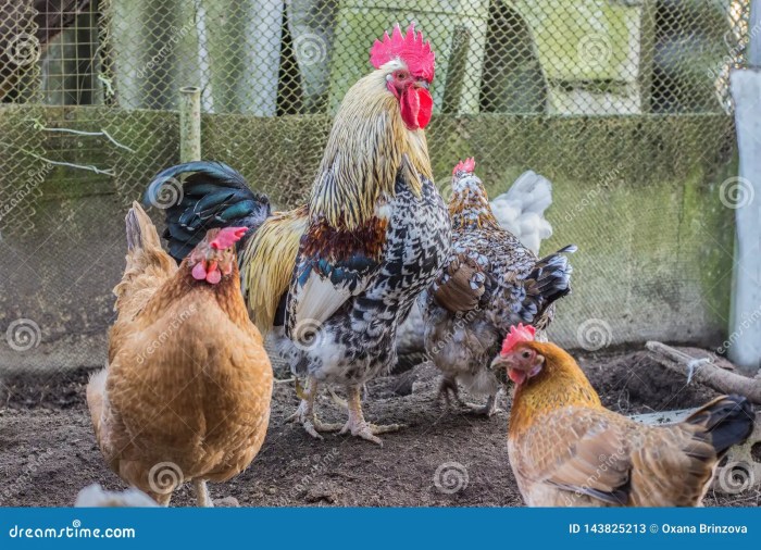 Ayam Petelur Ngorok di Gumelar, Banyumas