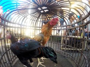 Jual Ayam Kampung di Grabag, Purworejo yang Berkualitas