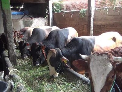 Ayam Broiler Mati di Karanglewas, Banyumas