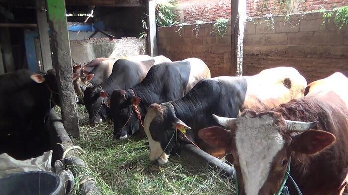 Ayam Broiler Mati di Karanglewas, Banyumas