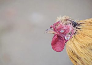 Vaksin Ayam Lengkap di Kaligesing, Purworejo Sukses Sehat