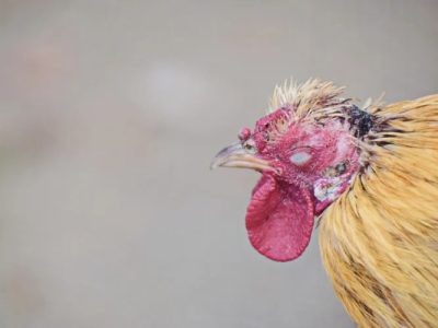 Vaksin Ayam Lengkap di Kaligesing, Purworejo