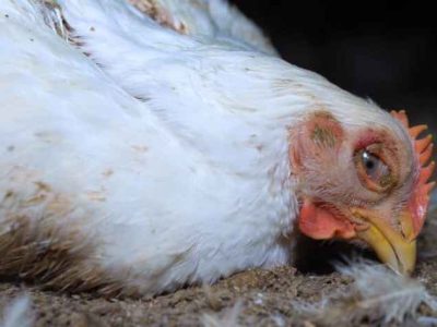 Ayam Broiler Sakit di Purwokerto Selatan, Banyumas
